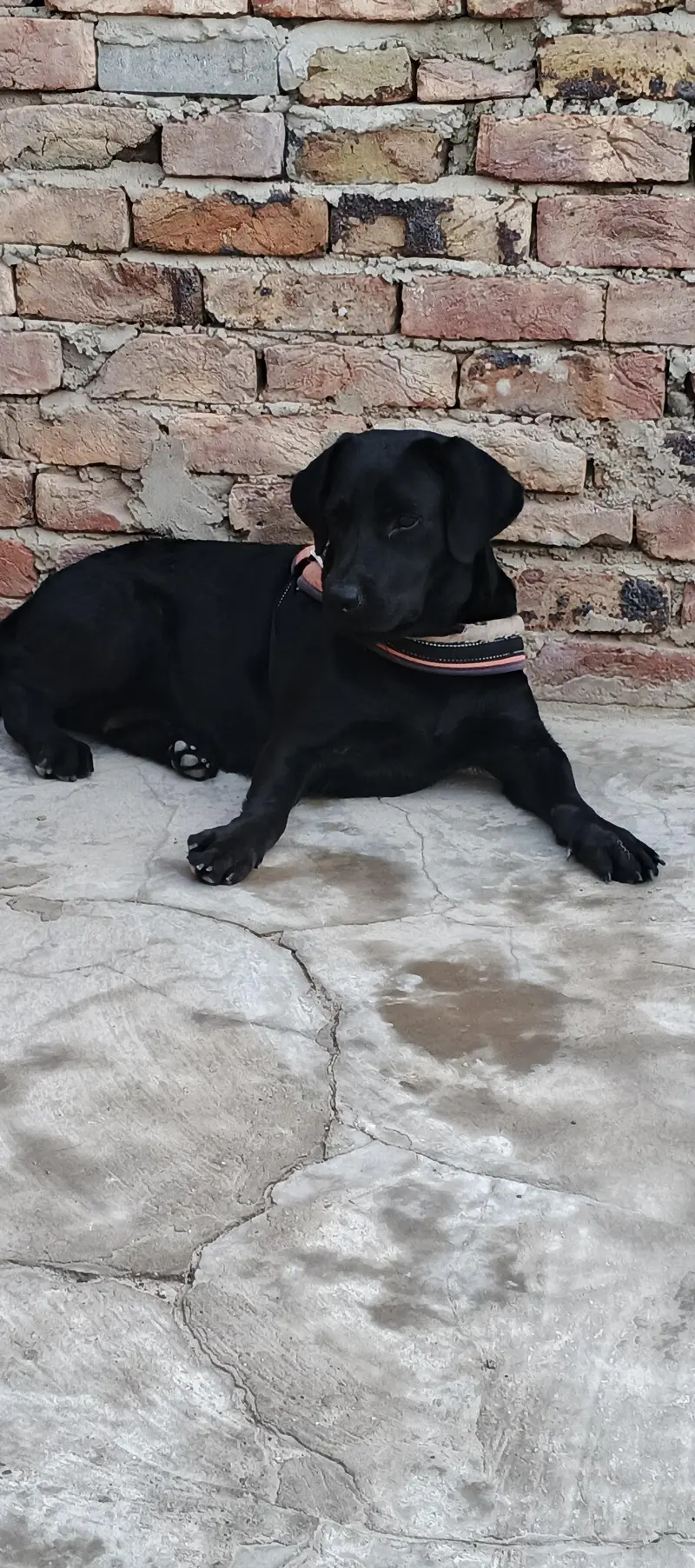 British Labrador female — photo 4