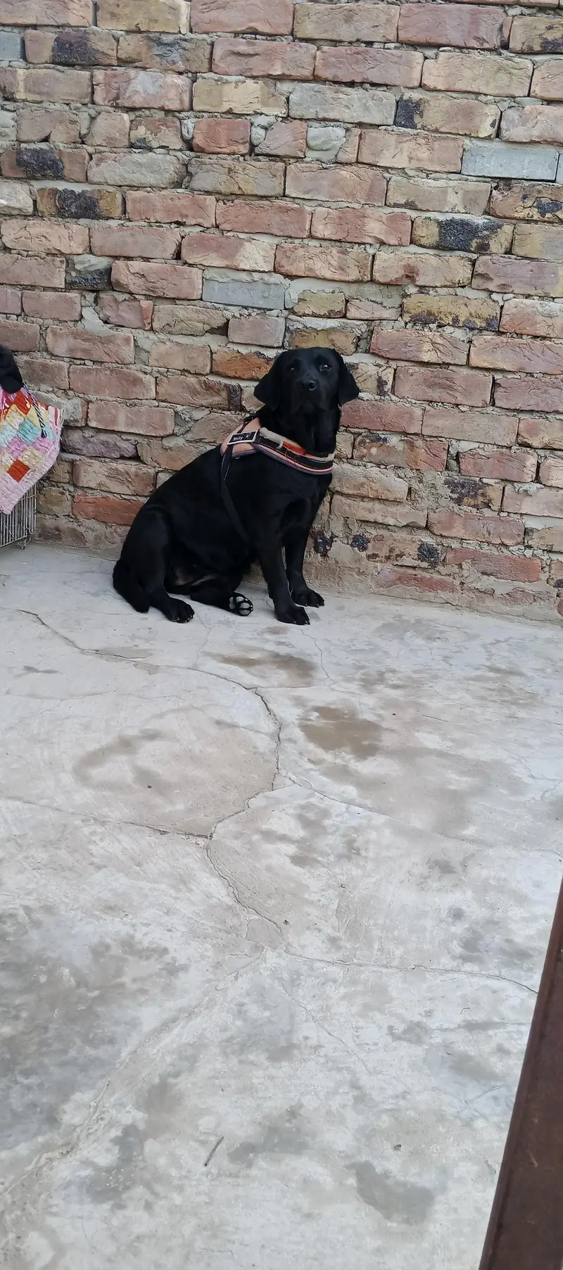 British Labrador female — photo 5