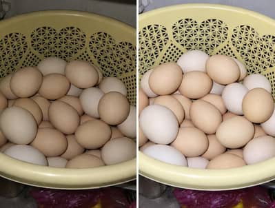 Desi eggs of home production