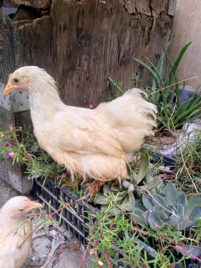 Healthy pure small bantam breed pullets