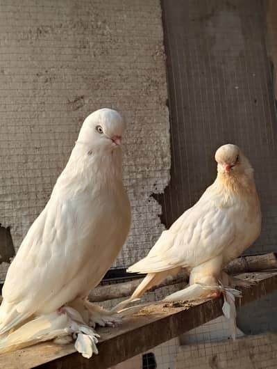 breeder pair ha 30k demand ha