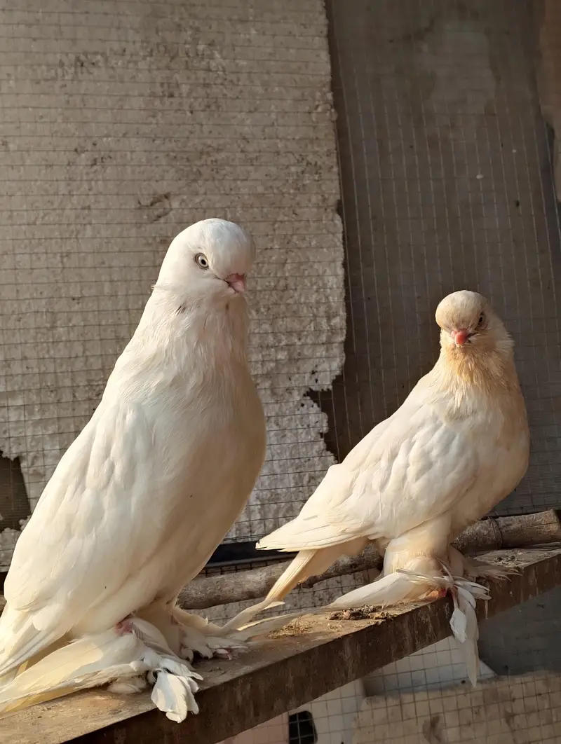 breeder pair ha 30k demand ha