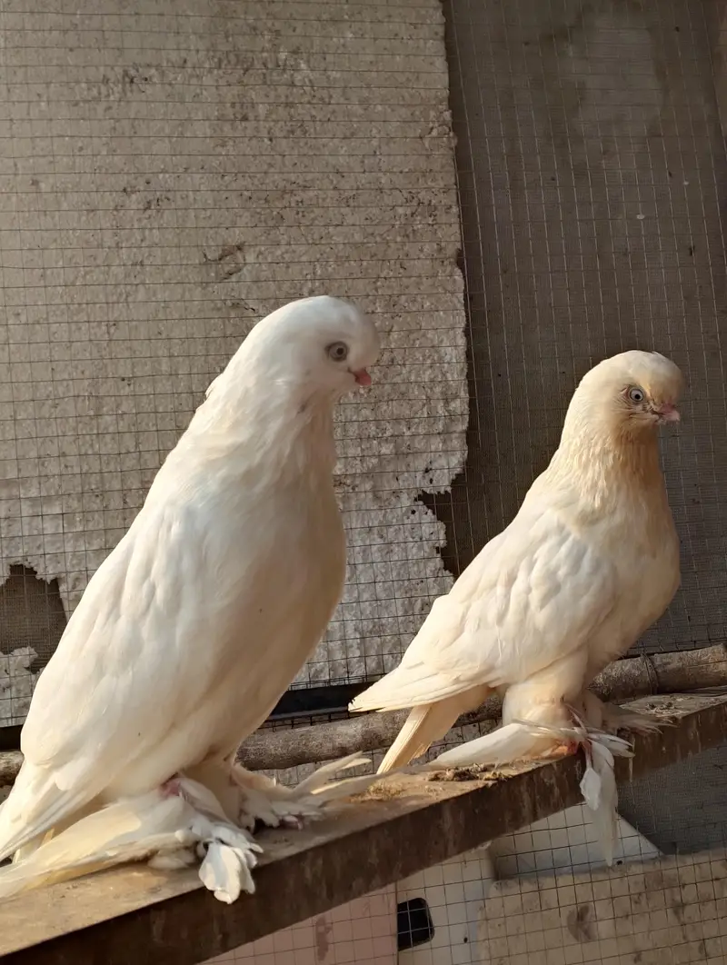 breeder pair ha 30k demand ha — photo 2