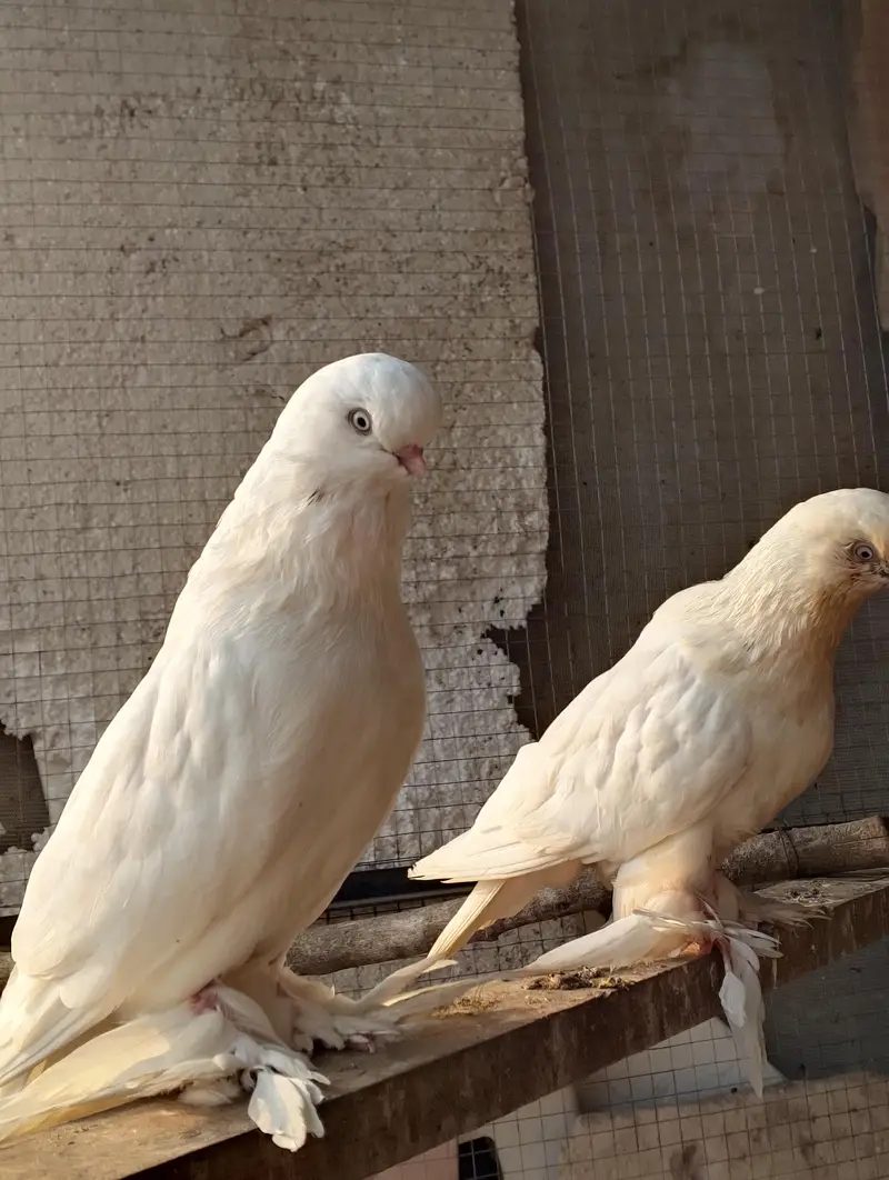 breeder pair ha 30k demand ha — photo 3