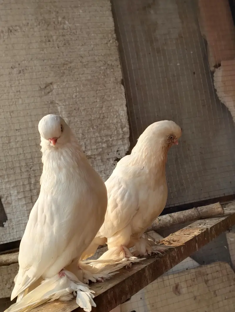 breeder pair ha 30k demand ha — photo 4