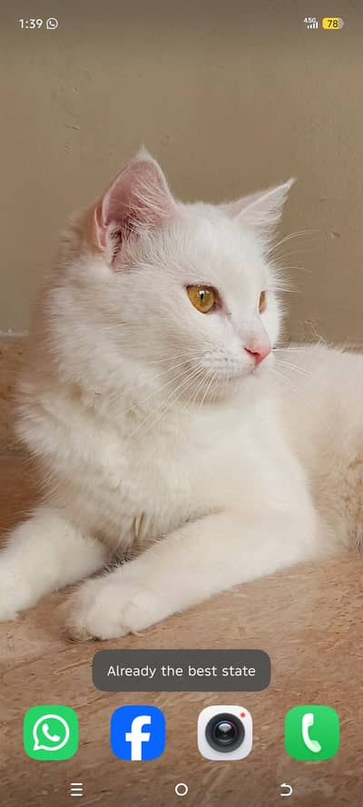 "Cat for adoption - caring family needed"