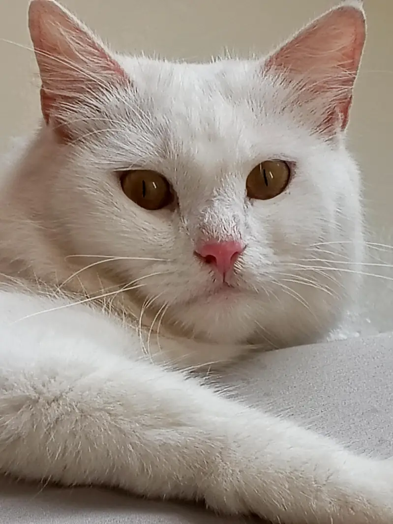 "Cat for adoption - caring family needed" — photo 2