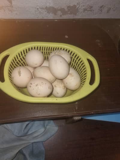 assel mirigiyon k limited anday dasteyab hain