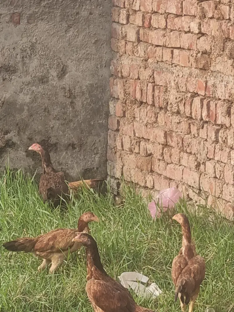 assel mirigiyon k limited anday dasteyab hain — photo 2