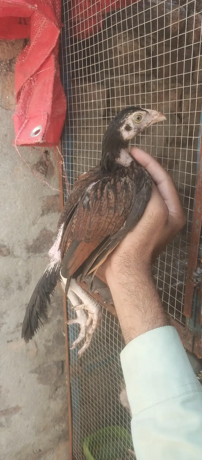 Aseel Amroha checks — photo 4