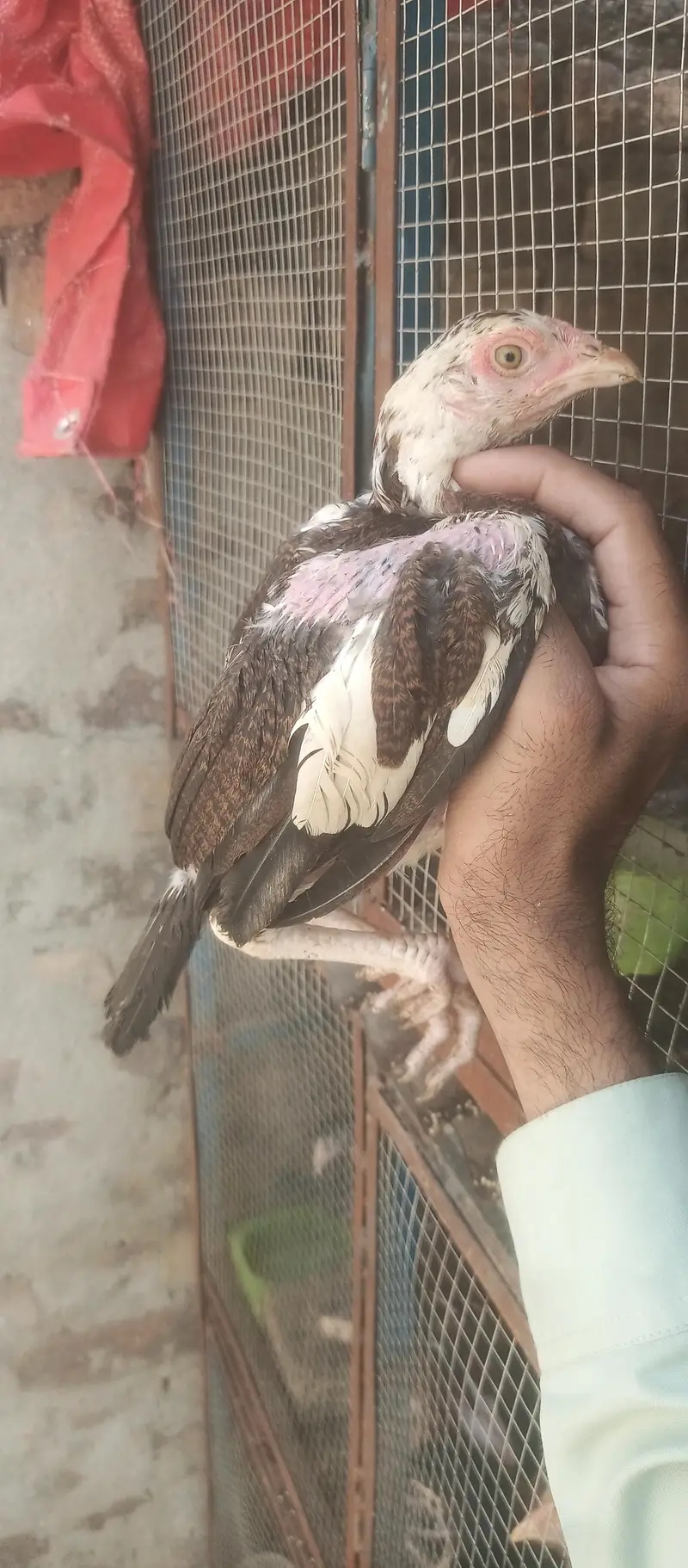 Aseel Amroha checks — photo 12