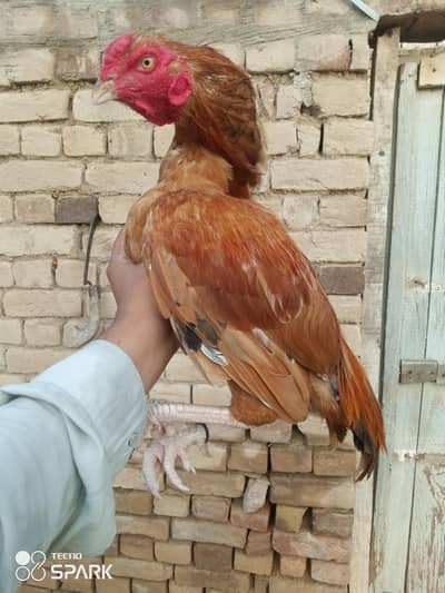 ASEEL MURGA PURE PEELA BLOOD LINE
