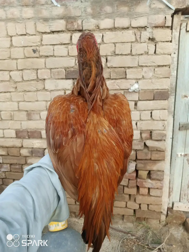 ASEEL MURGA PURE PEELA BLOOD LINE — photo 2