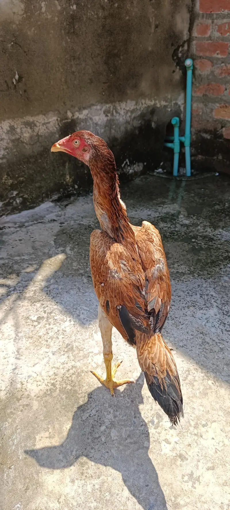 Aseel Turkish female — photo 5