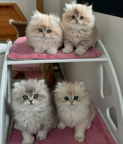 Cat | Persian | kittens |  Blue eyes | Kitty O348O163O63 WtsA_⁠^