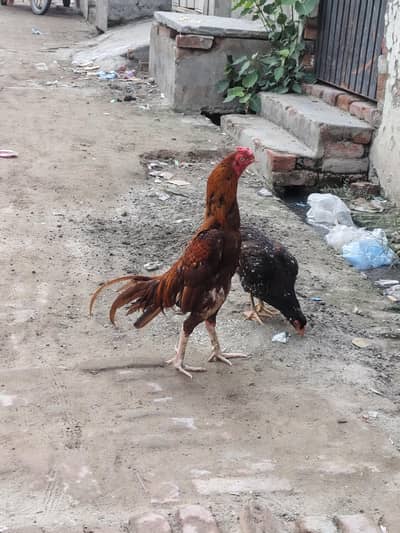 Peela Murga for sale