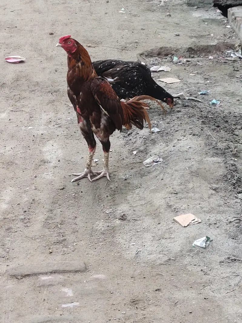 Peela Murga for sale — photo 2