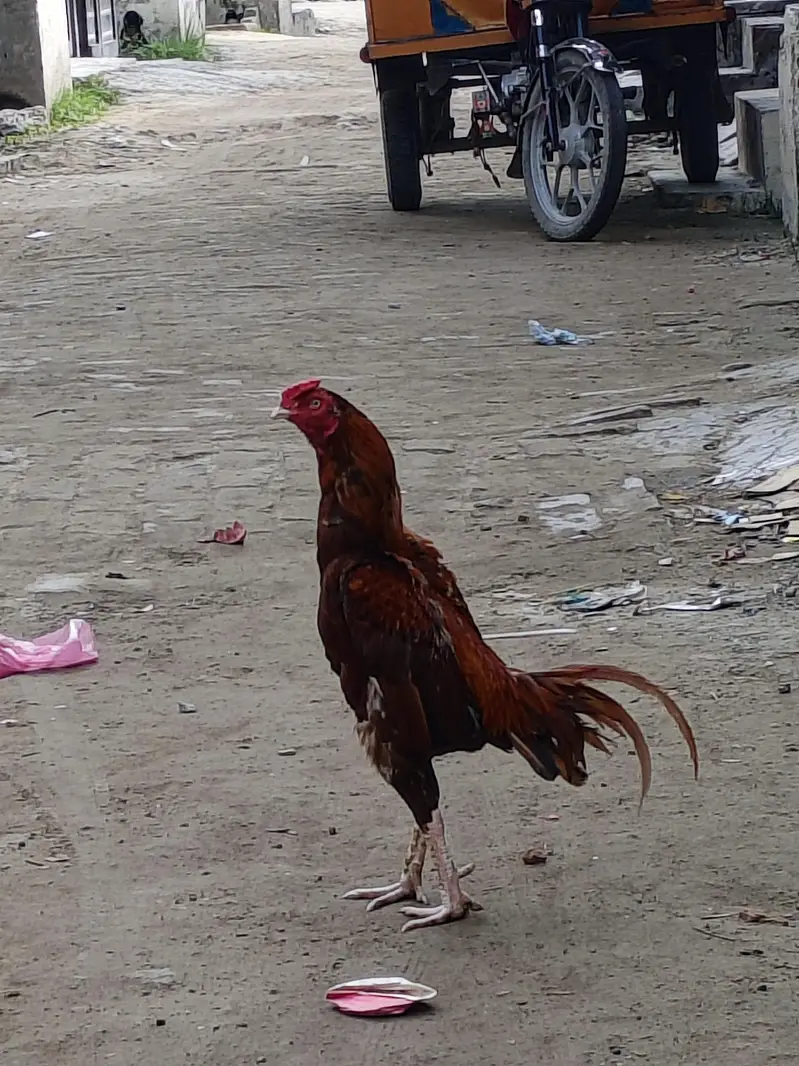 Peela Murga for sale — photo 3
