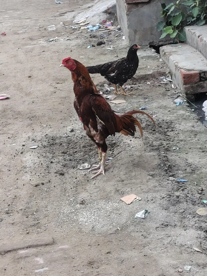 Peela Murga for sale — photo 5