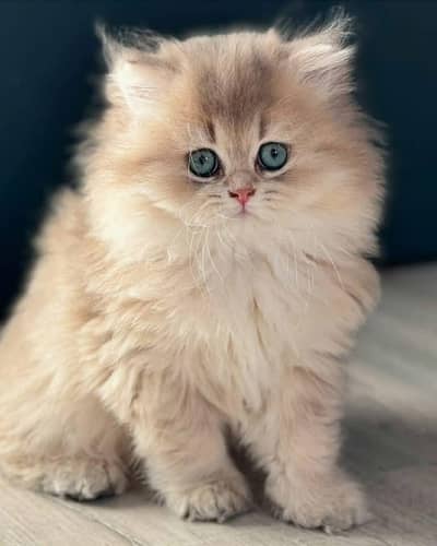Cat | Persian | kittens |  Blue eyes | Kitty O348O163O63 WA©™^