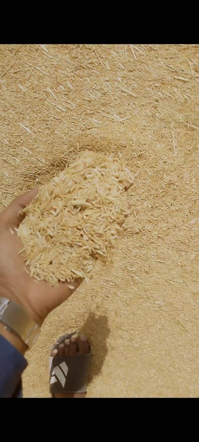 Rice husk golden and clean bilkul saaf maal