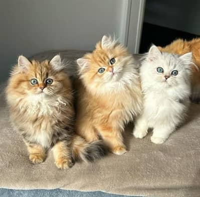 Cat | Persian | kittens |  Blue eyes | Kitty O348O163O63 Wtsap ajo