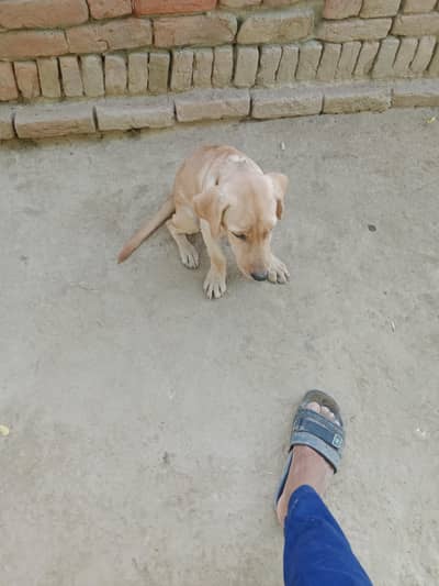 Behal bhakkar chk number 69 TDA