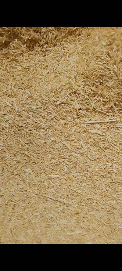 Rice husk Golden and clean