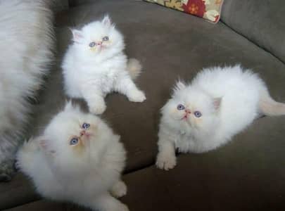 Cat | Persian | kittens |  Blue eyes | Kitty O348O163O63 Watsp_⁠^