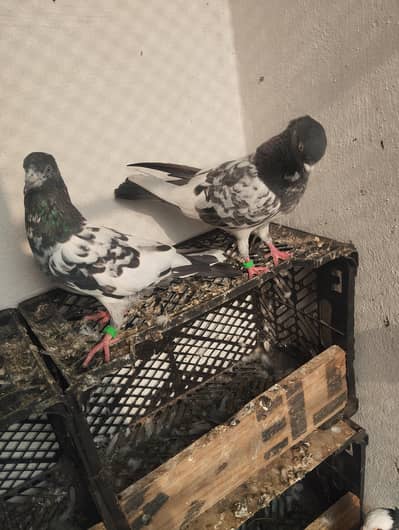 breeder pair for sale