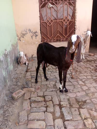 Desi mix goat