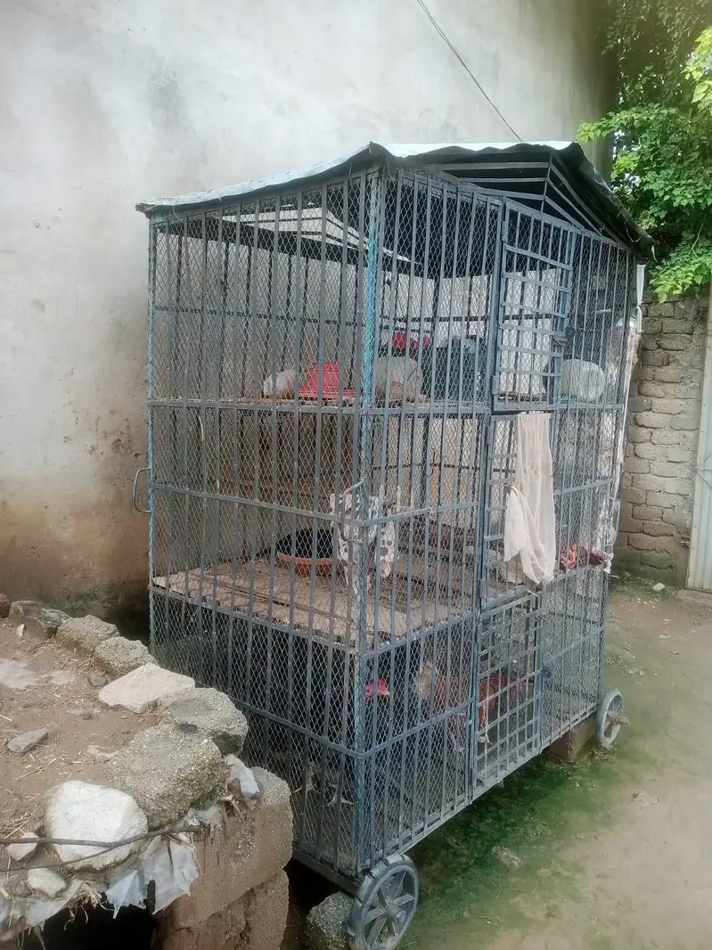 Hen cage — photo 2