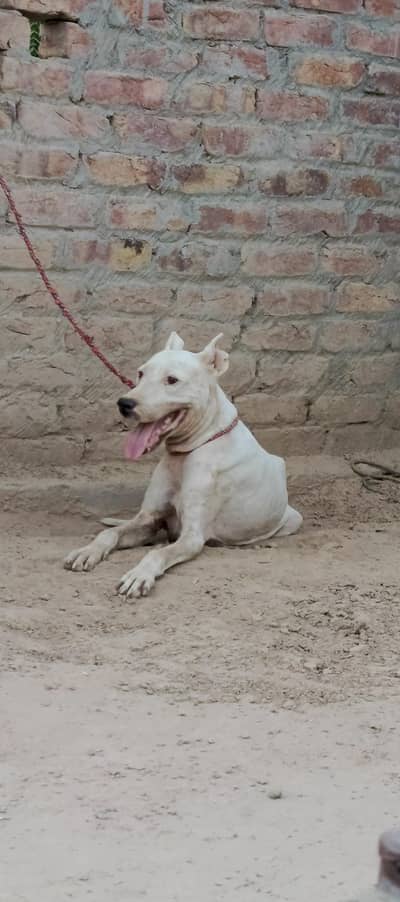 gultair female for sale
