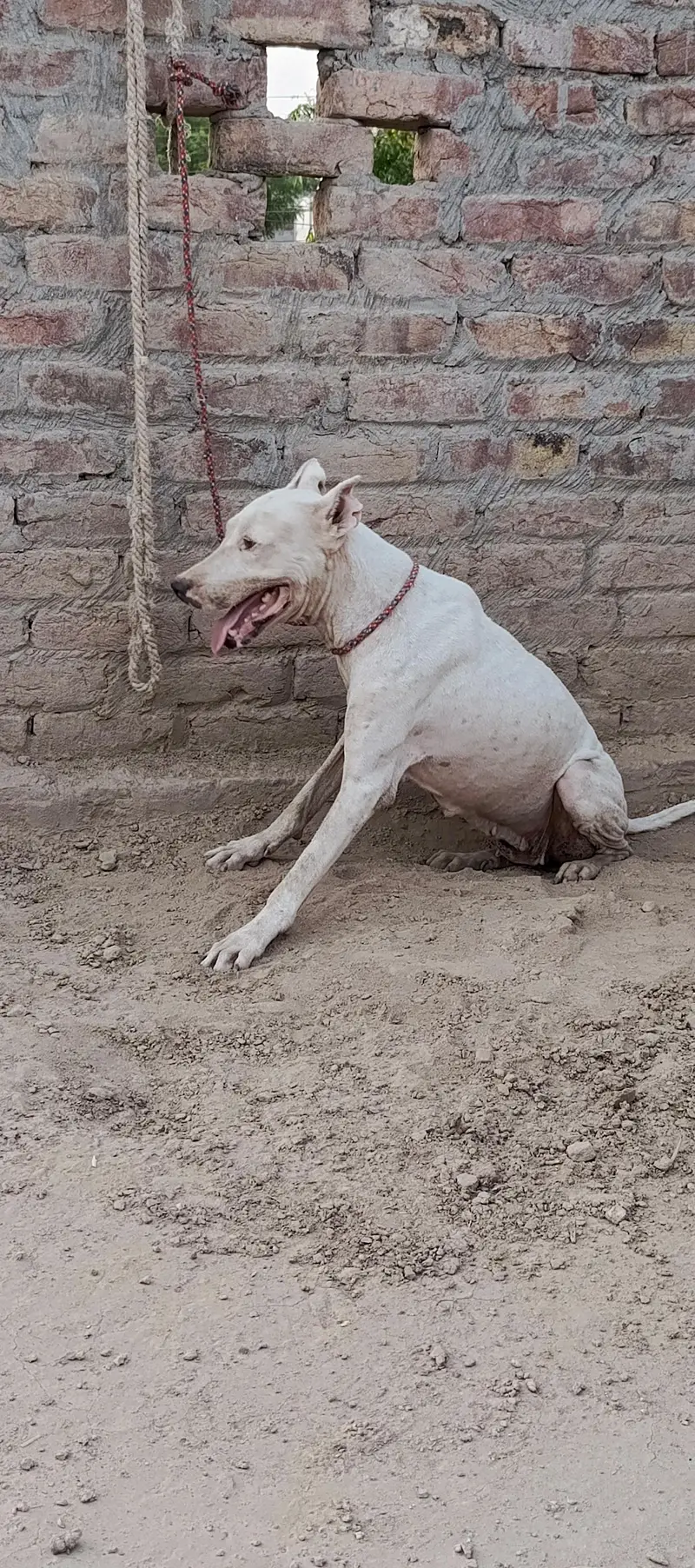 gultair female for sale — photo 2
