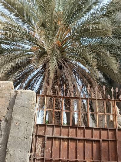 date palm tree for sell
