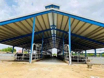 Dairy farm sheds