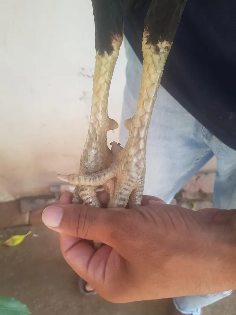 aseel pair ha — photo 2