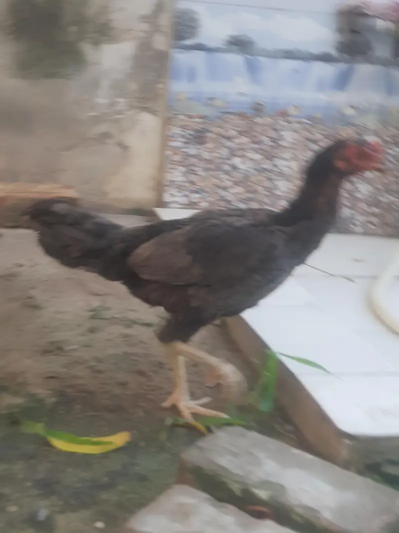 aseel pair ha — photo 5