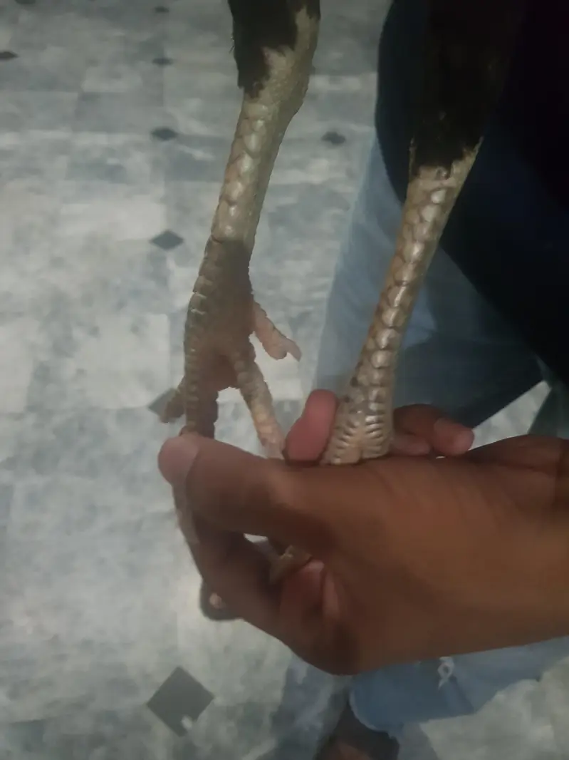 aseel pair ha — photo 7