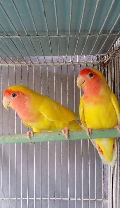 COMMON LATINO LOVE BIRDS FOR SALE HEALTHY AN ACTIVE