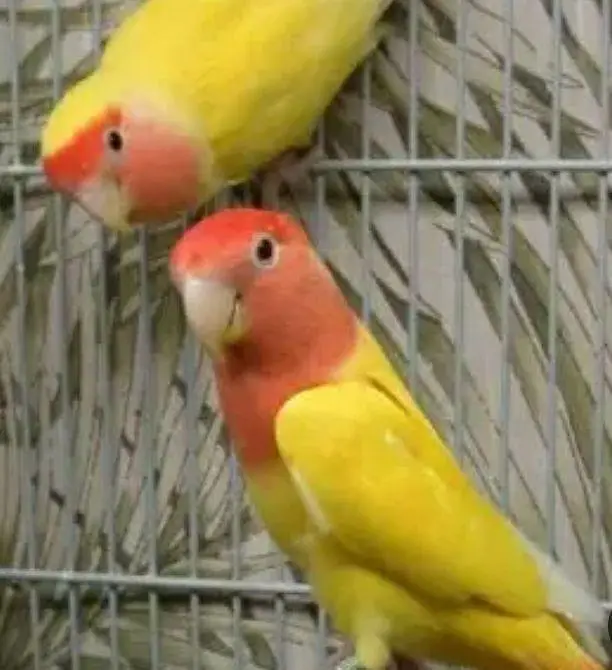 COMMON LATINO LOVE BIRDS FOR SALE HEALTHY AN ACTIVE — photo 2