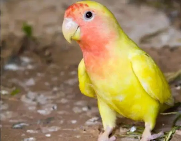 COMMON LATINO LOVE BIRDS FOR SALE HEALTHY AN ACTIVE — photo 3