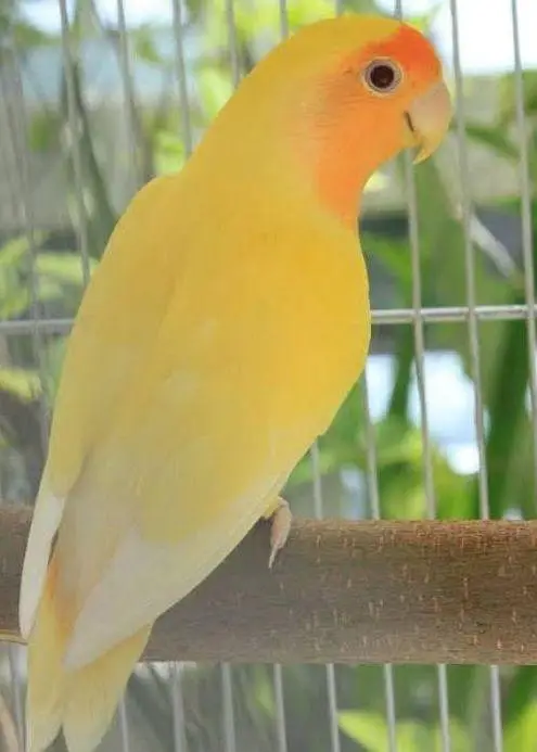 COMMON LATINO LOVE BIRDS FOR SALE HEALTHY AN ACTIVE — photo 4
