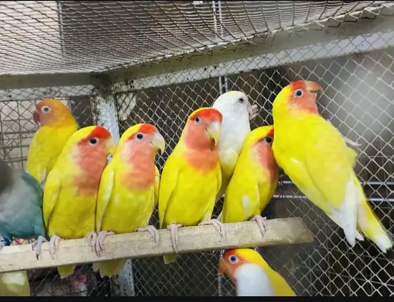 COMMON LATINO LOVE BIRDS FOR SALE HEALTHY AN ACTIVE — photo 5