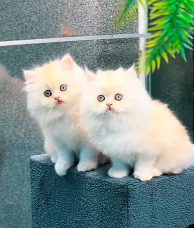 Cat | Persian | kittens |  Blue eyes | Kitty O348O163O63 WA^⁠_⁠^