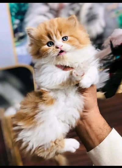 Cat | Persian | kittens |  Blue eyes | Kitty O348O wtsp 163O63