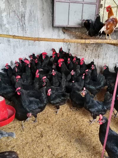 Australorp