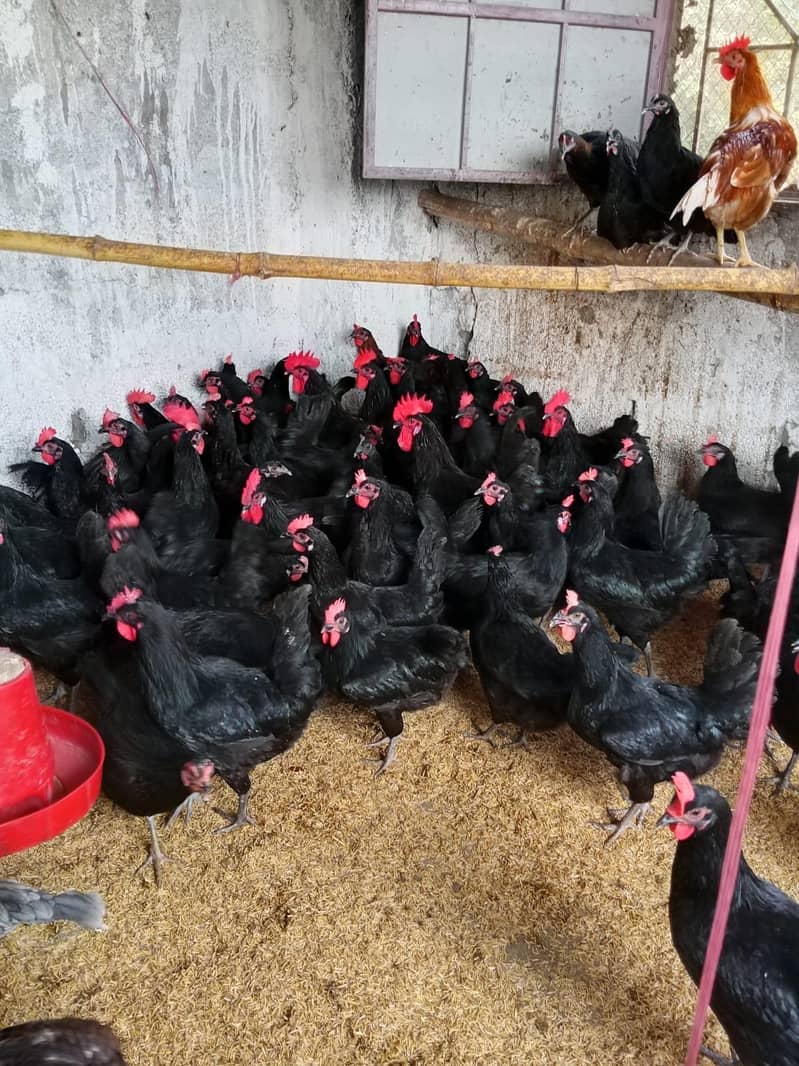Australorp 0