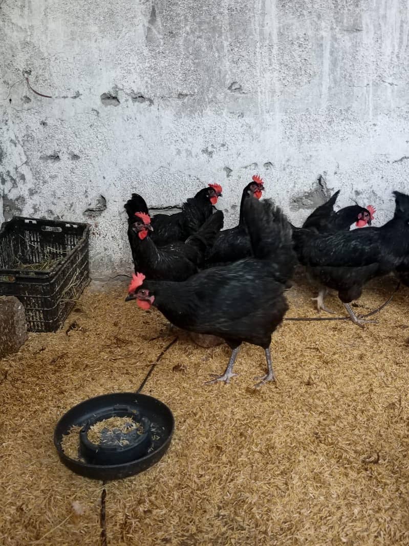 Australorp 1