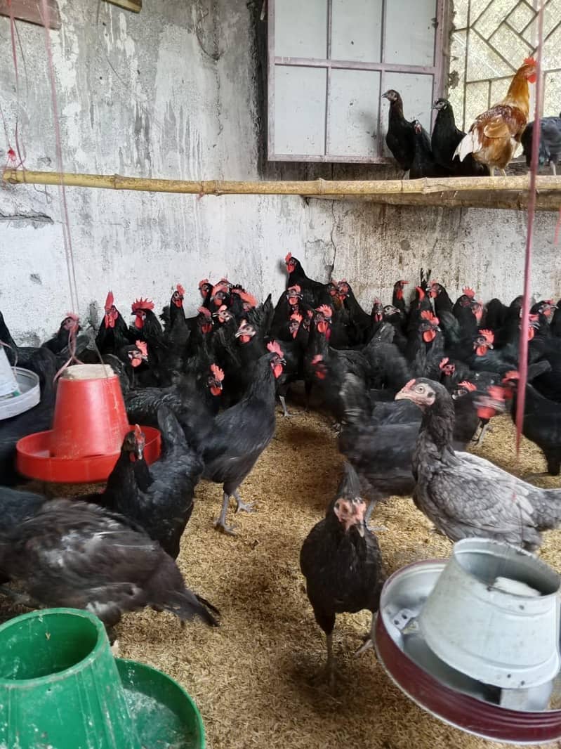 Australorp 2